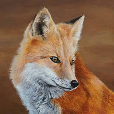 Focused - Red Fox